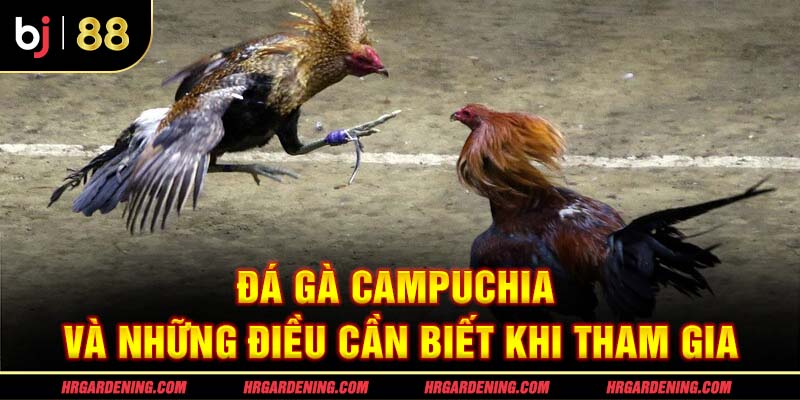 Đá Gà Campuchia Và Những Điều Cần Biết Khi Tham Gia