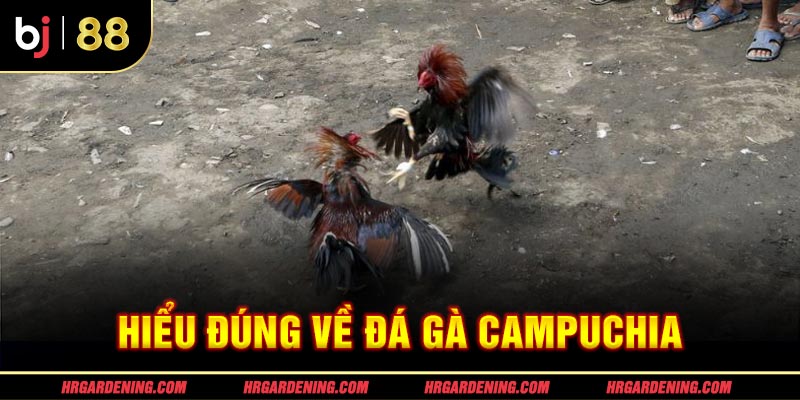 Hiểu đúng về đá gà Campuchia