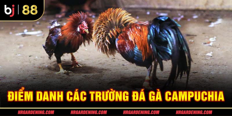 Điểm danh các trường đá gà Campuchia nổi tiếng năm 2024